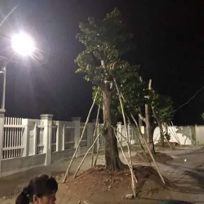solar street light